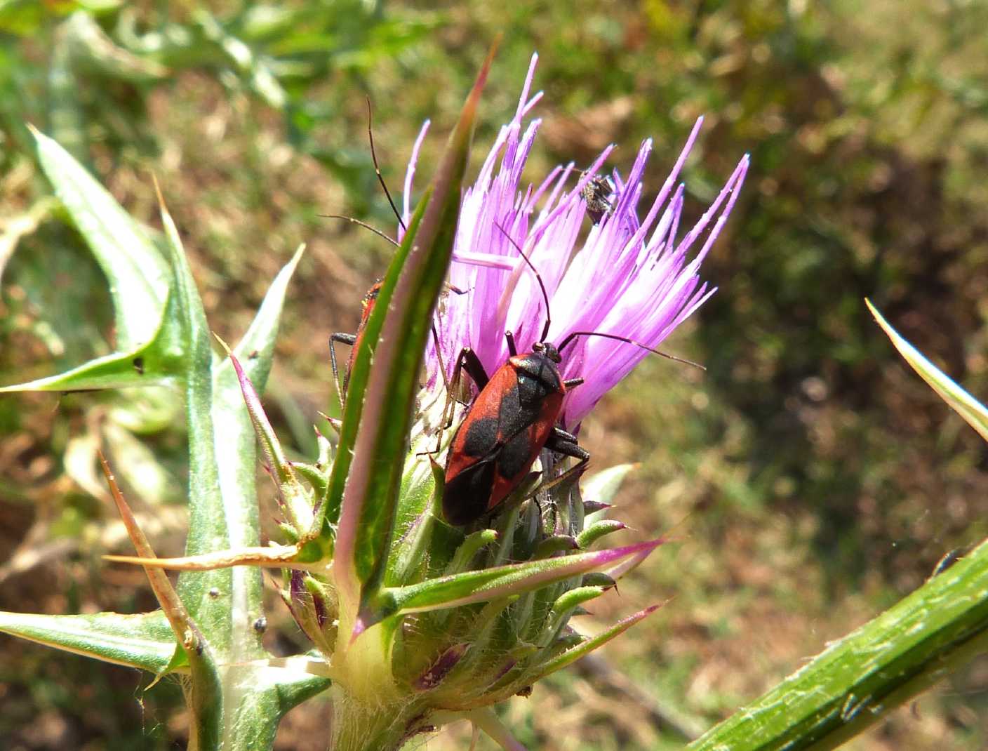 Miridae: Calocoris nemoralis e sue forme del Lazio